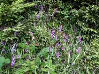 004 Gefleckte Knabenkraeuter und Tuerkenbund