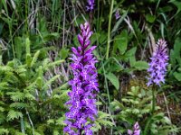 005 Geflecktes Knabenkraut