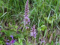 006 Geflecktes Knabenkraut1