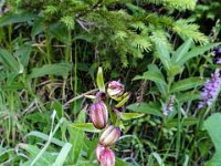 007 es wird ein Tuerkenbund