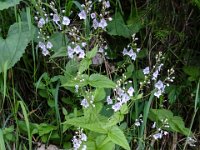 011 Echter Ehrenpreis, Wald Ehrenpreis