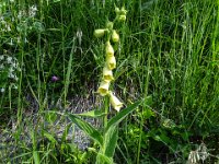 012 Gelber Fingerhut