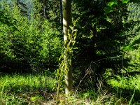 014 Grosses Zweiblatt