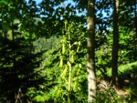 015 Grosses Zweiblatt Bluete