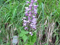 016  Helm-Knabenkraut