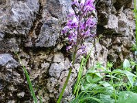 017 Helm-Knabenkraut leider schon fast verblueht