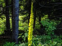 018 Schwarze Koenigskerze