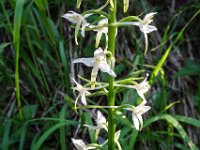 020 Waldhyazinthen Bluete