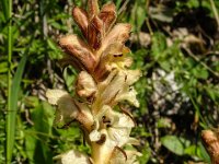 024 Gelbe Sommerwurz