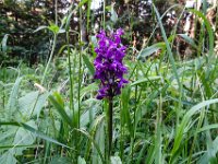 025 Fleischfarbenes Knabenkraut