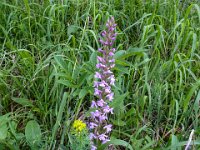 026 Muecken-Haendelwurz