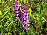 027 Muecken-Haendelwurz