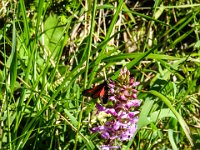 028 Muecken-Haendelwurz mit Witterchen