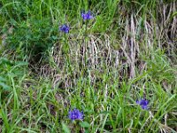 032 Halbkugelige Teufelskralle