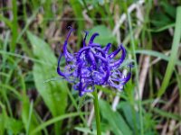 033 Halbkugelige Teufelskralle Bluete