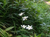 035 Eisenhutblaettriger Hahnenfuss