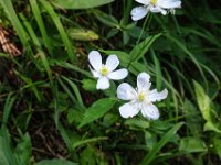 036 Eisenhutblaettriger Hahnenfuss Bluete