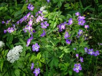 040 Wald-Storchschnabel