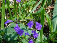 042 Alpen-Steinquendel