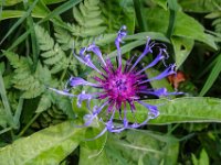 044 Berg-Flockenblume