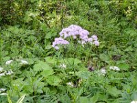 046 Akeleiblaettrige Wiesenraute