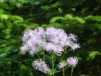 047 Akeleiblaettrige Wiesenraute