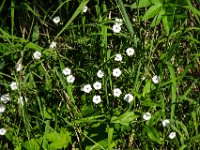 049 Kleiner Strahlensame