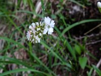 050 Kleiner Strahlensame mit Aurora Falter