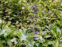 051 Hoher Rittersporn