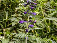 052 Hoher Rittersporn wird bald in voller Bluete sein