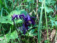 053 Schwarzviolette Akelei