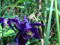 054 Schwarzviolette Akelei