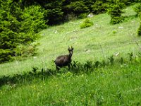 057 auf der unteren Wies eine Gams