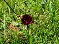 058 Schwarzes Kohlroeschen