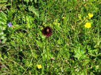 059 Schwarzes Kohlroeschen mit Kaefer