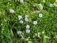 060 Herzblaettrige Kugelblume