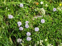 061 Herzblaettrige Kugelblume