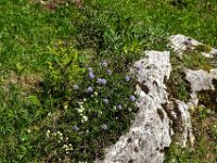 062 Herzblaettrige Kugelblume