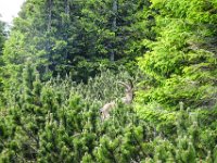 066 kurz vor dem Gipfel noch ein Steinbock