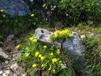 068 hier bluet das Sonnenroeschen