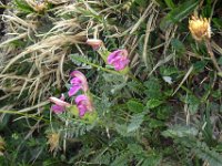 070 und das geschnaebelte Laeusekraut