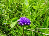 073 und die Knaeuel Glockenblume