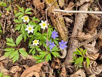 009 Buschwindröschen und Leberblümchen