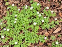 011 und Buschwindröschen