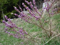 025 Echte Seidelbast