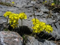 031 Immergrünes- Felsenblümchen