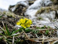 032 Immergrünes Felsenblümchen