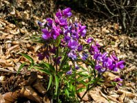 033 Frühlings-Platterbse