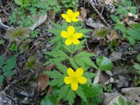 035 Gelbe Windröschen