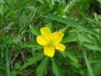 036 Buschwindröschen gelb